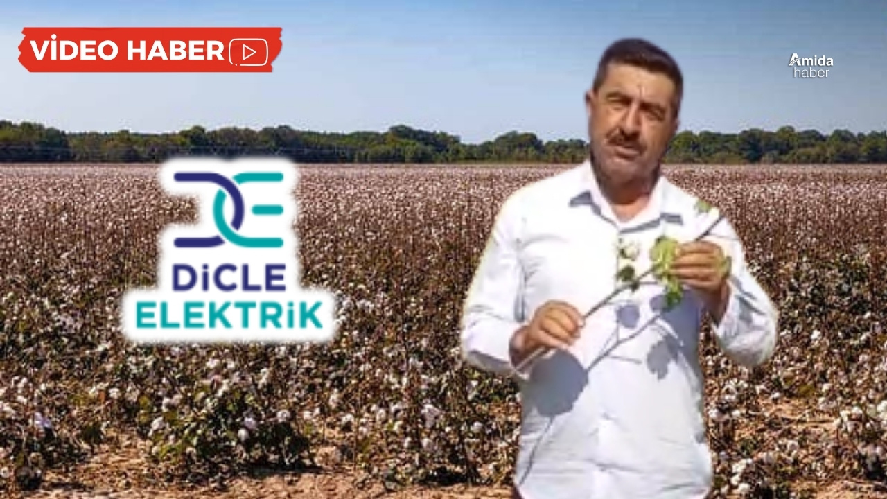 Diyarbakır’da kriz: 6 bin dönüm pamuk kurudu