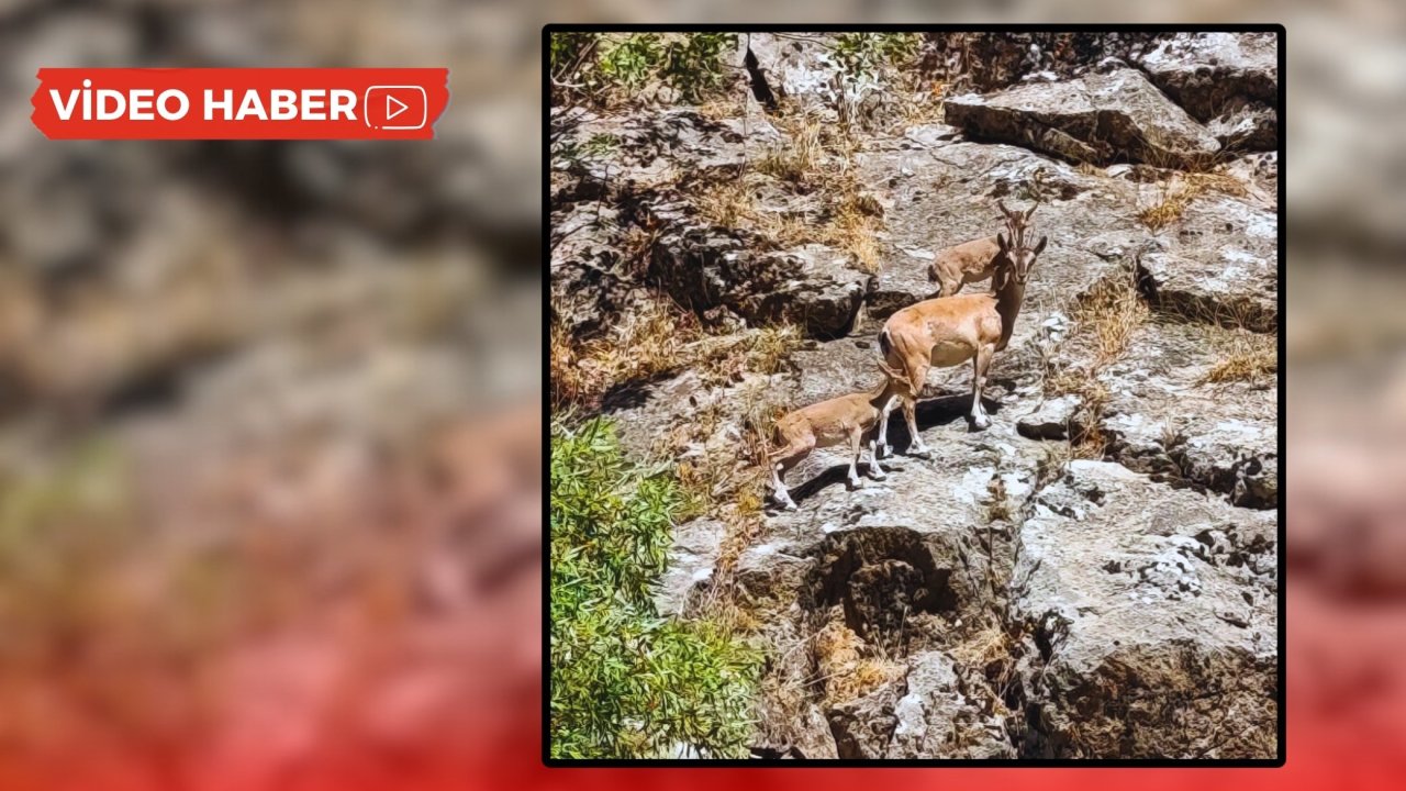 Dağ keçileri bu sefer Siirt’te görüntülendi