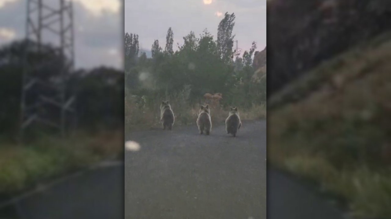 Erzurum: Yavru ayılar yolu indi