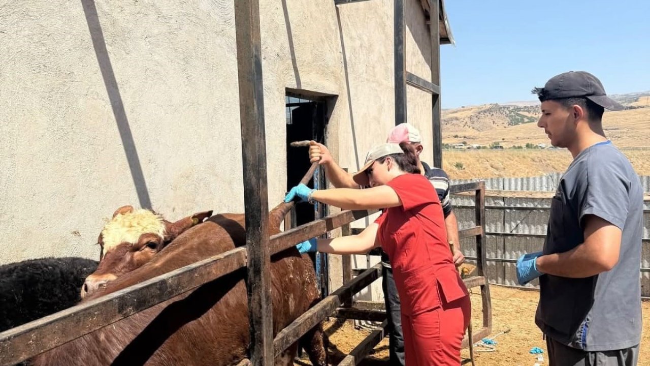 Elazığ'da besilik ithal hayvanlarda numune çalışması yapıldı