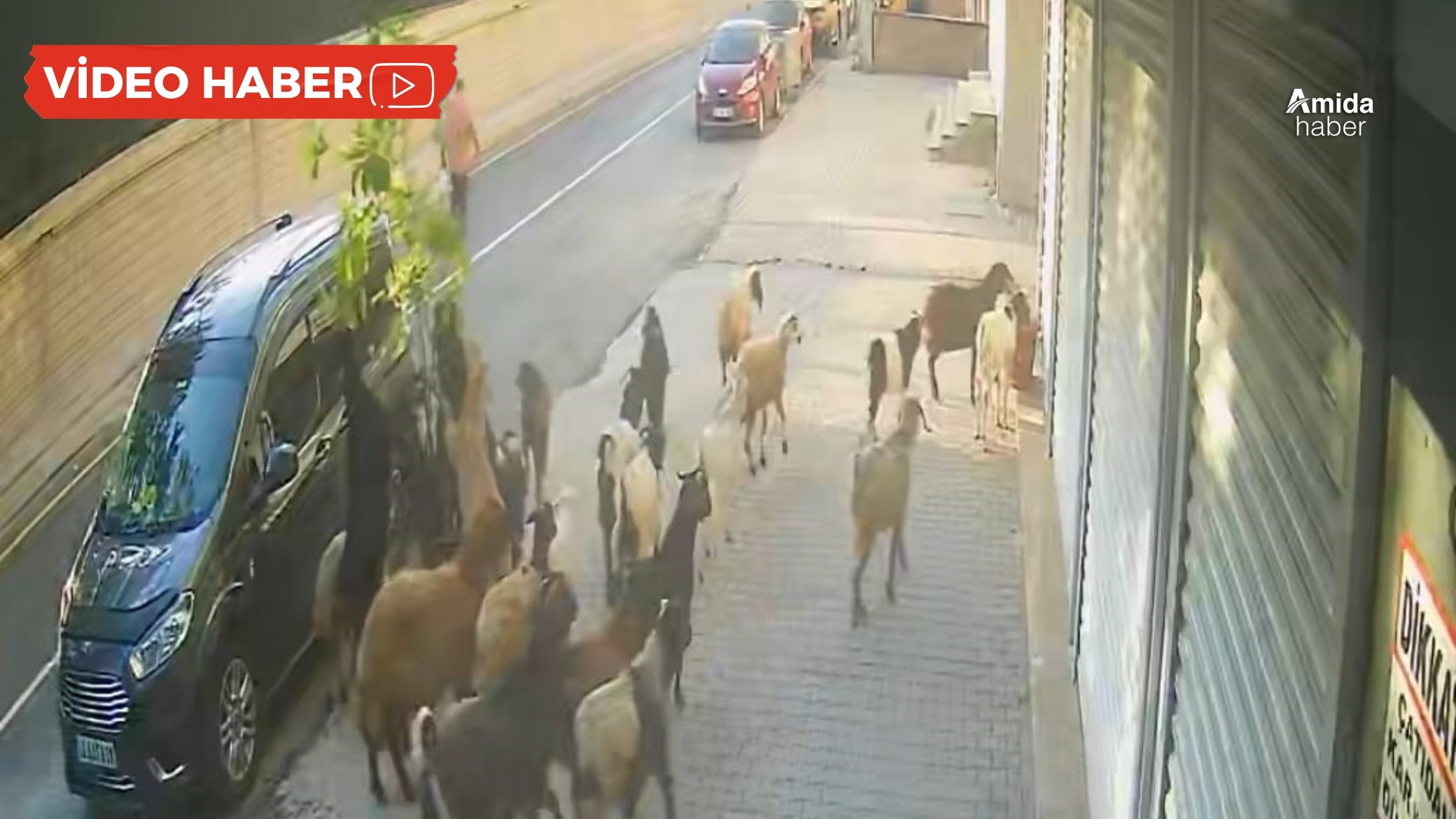 Esnafın limon ağacı keçilerin gazabına uğradı