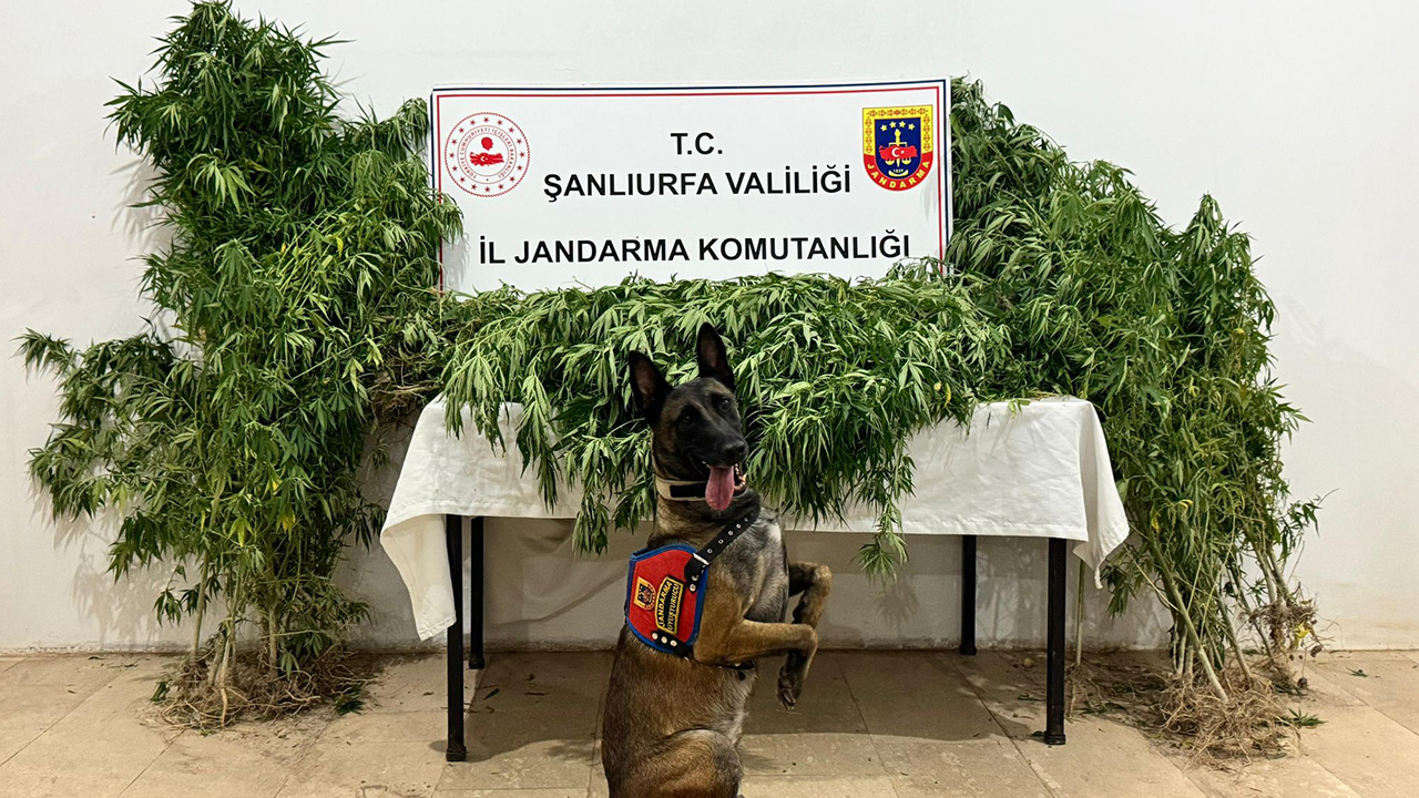 Şanlıurfa'da uyuşturucu operasyonu: 12 şüpheli yakalandı