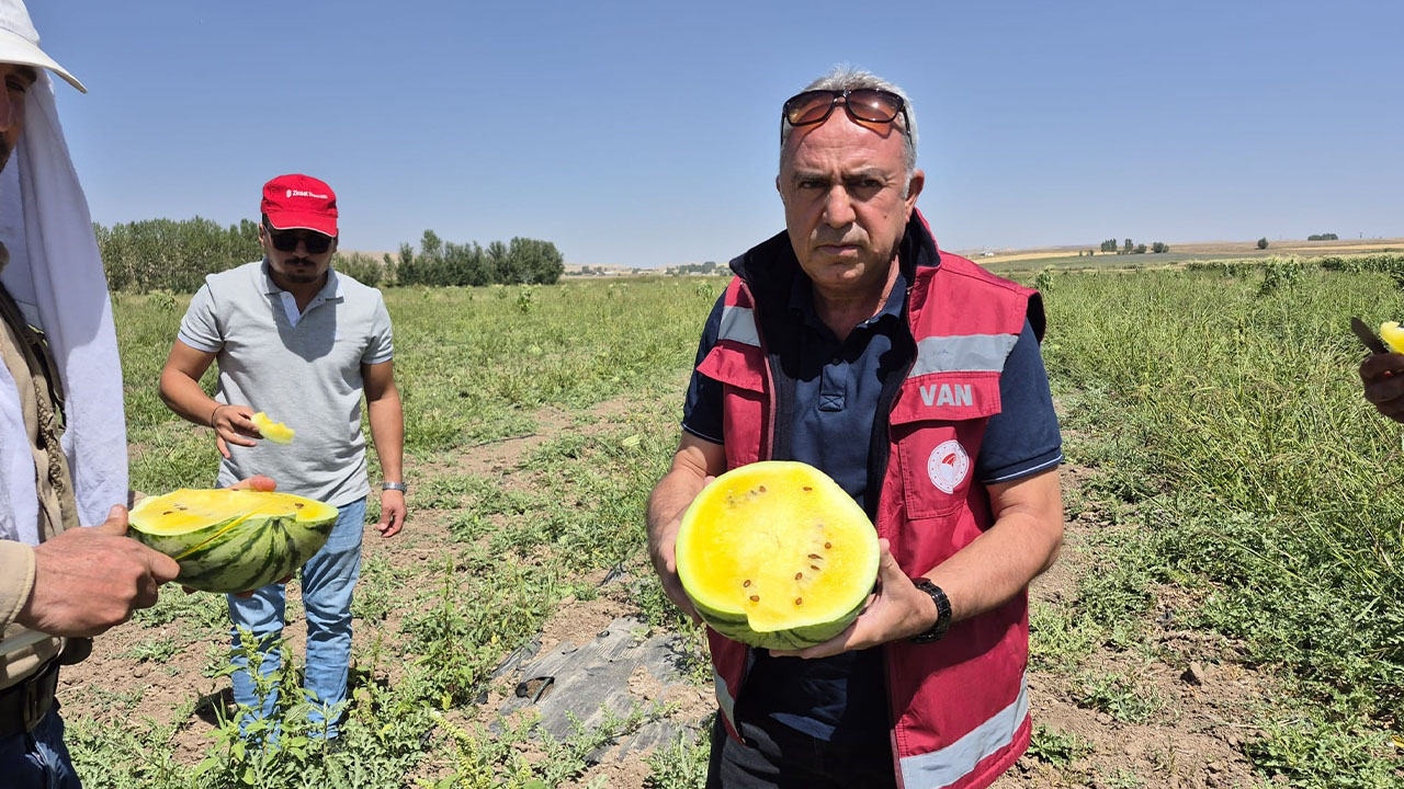 Van'da sarı karpuz hasadı