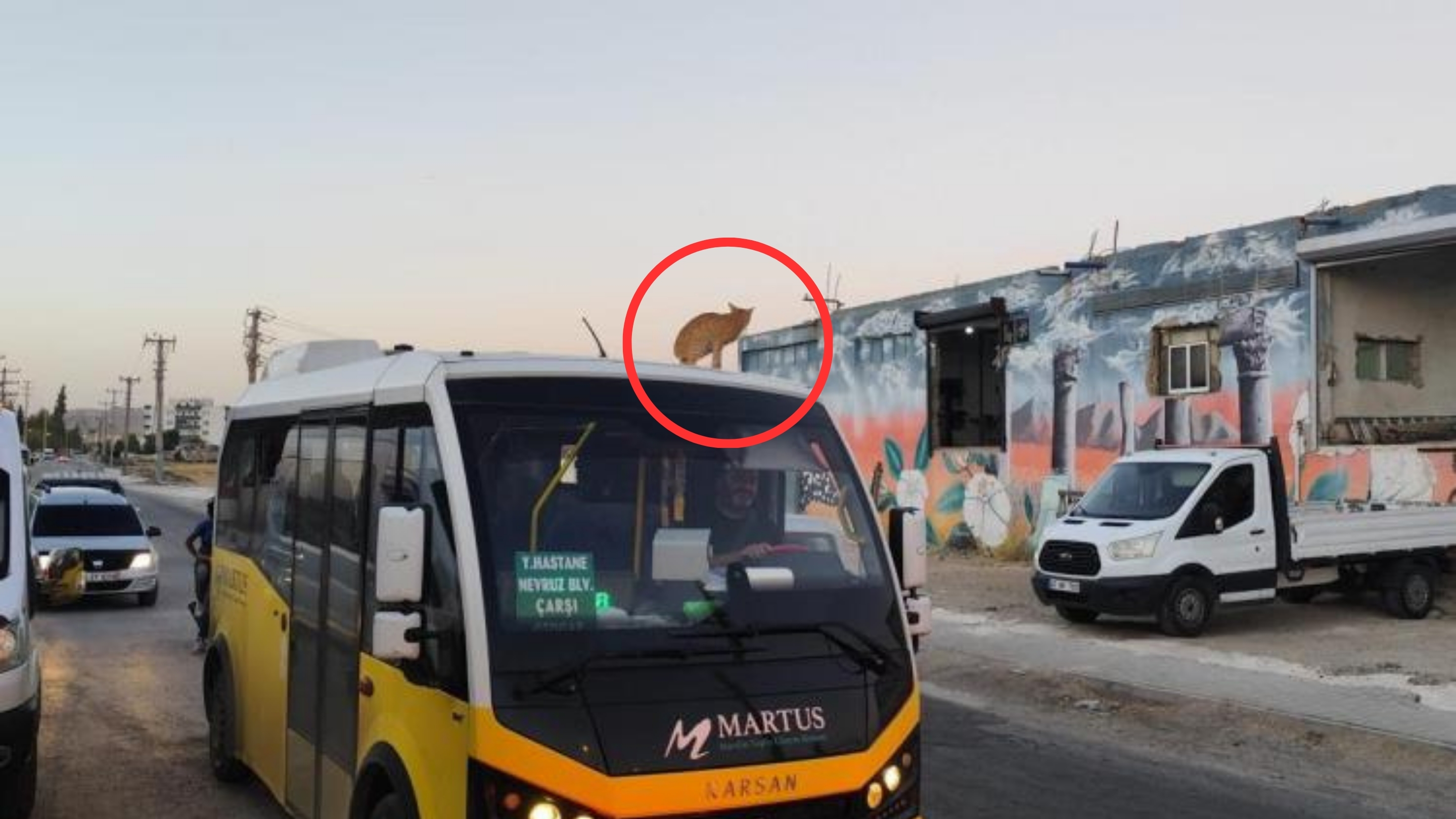 Mardin’de kedi dolmuşun üzerinde yolculuk yaparken görüntülendi