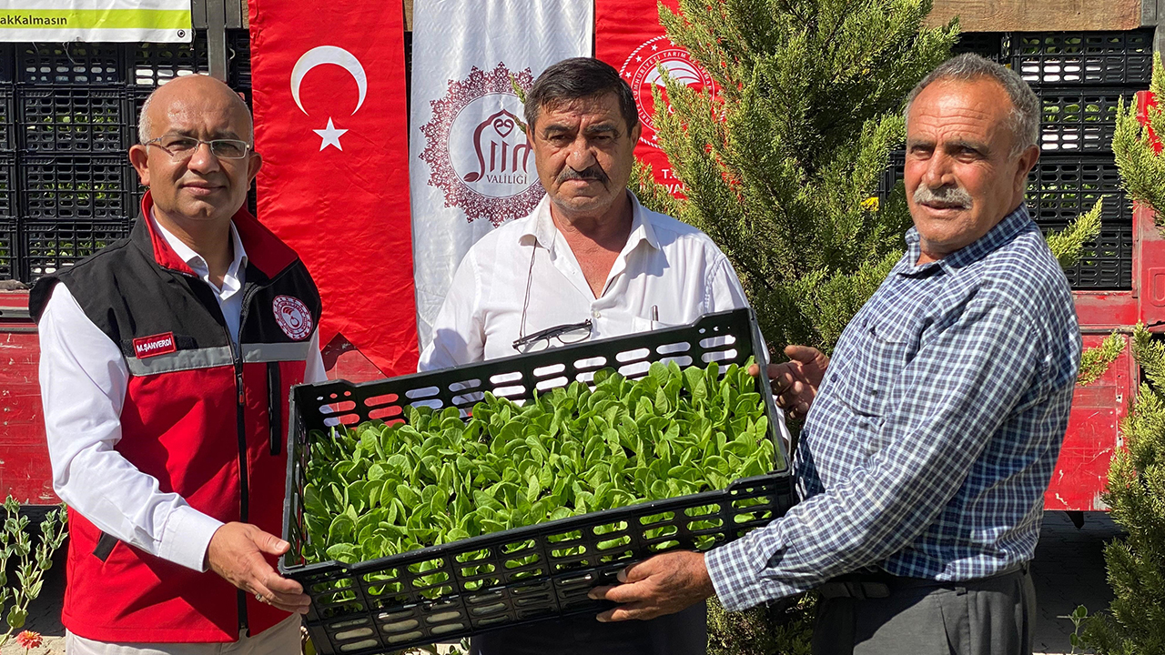 Siirt'te üreticilere marul ve karnabahar fidesi dağıtımı yapıldı