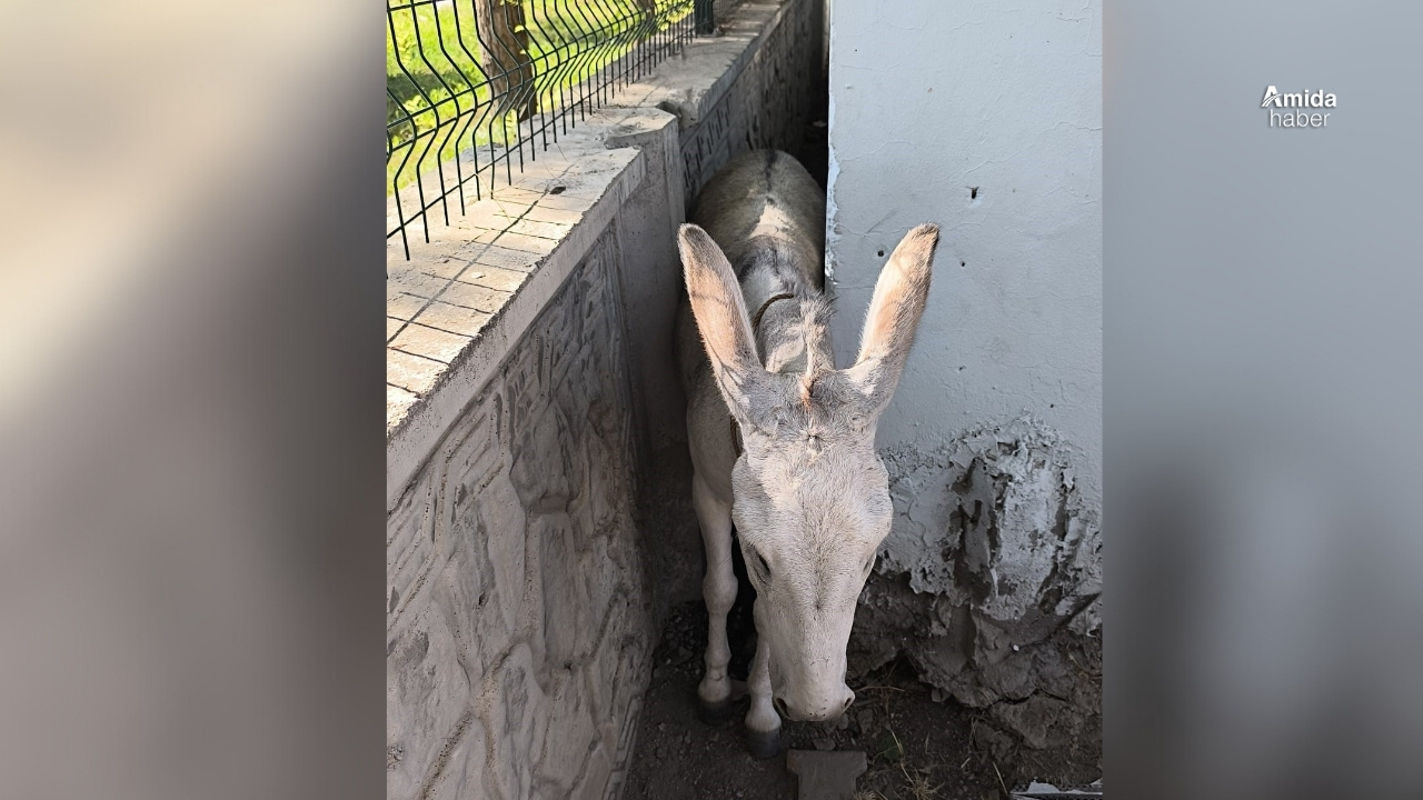 Batman'da iki duvar arasına sıkışan eşeği vatandaşlar kurtarıldı