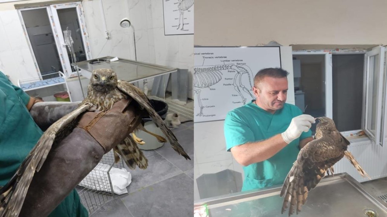 Hakkari: Tedavi edilen şahin doğaya bırakıldı