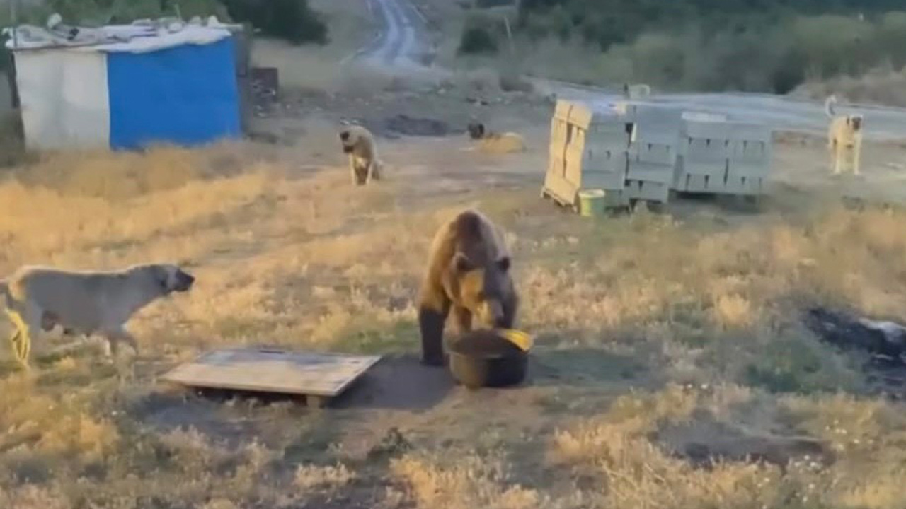 Tunceli'de bozayı görüntülendi
