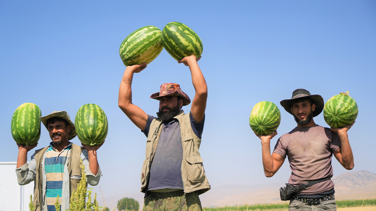Diyarbakır karpuzuna bir rakip daha çıktı