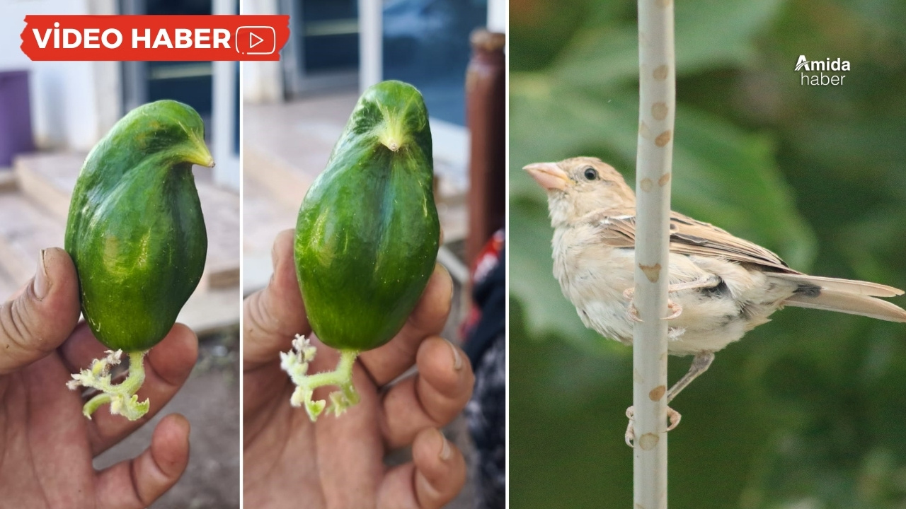 Diyarbakır’daki serçeler hıyara döndü