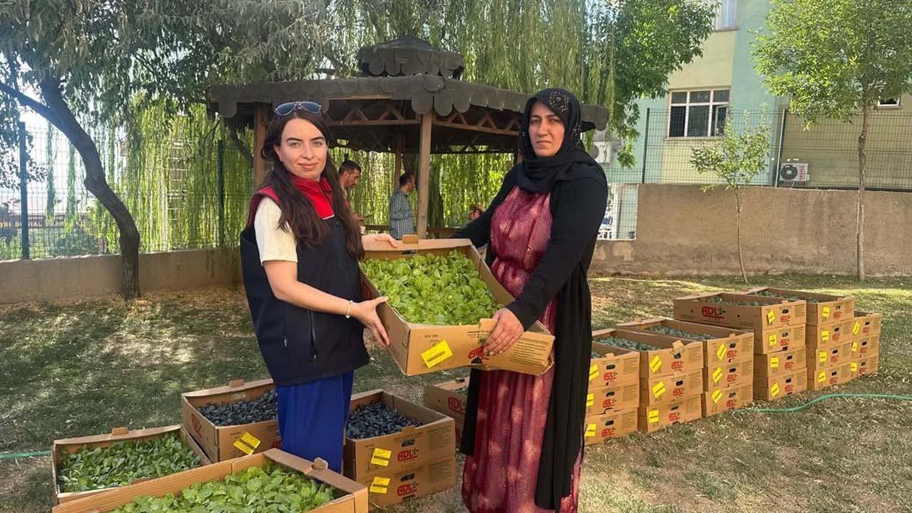 Şırnak’ta üreticilere fide ve tohum desteği