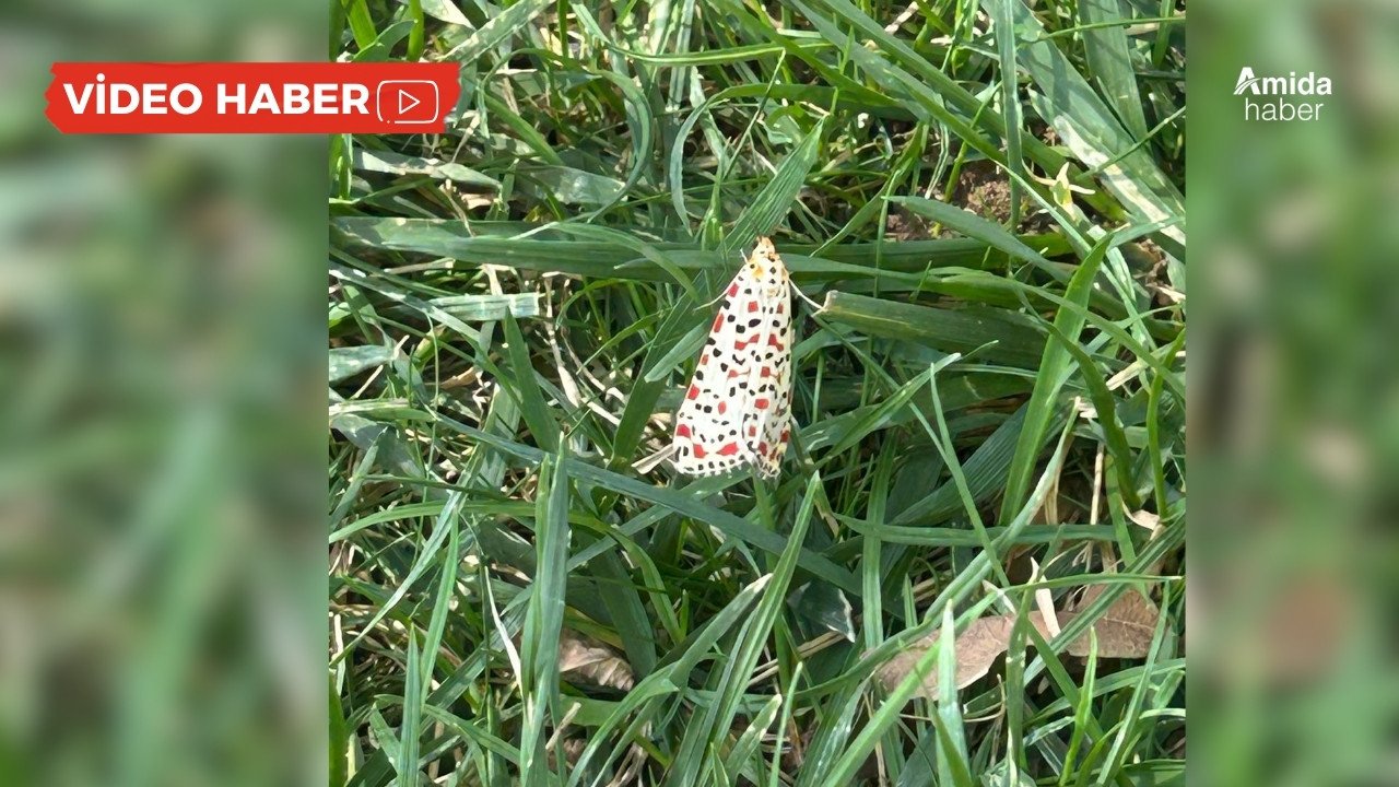 Diyarbakır’da Kırmızı Benekli Güve görüldü