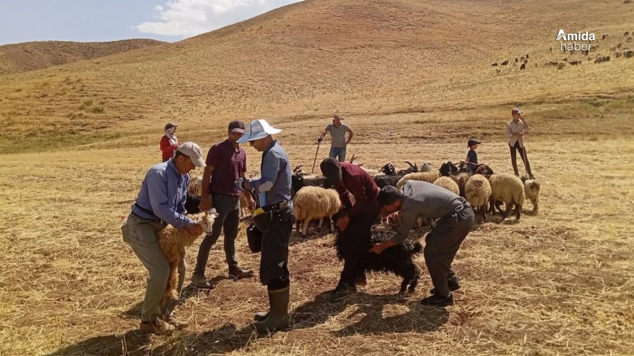 Yüksekova’da hayvan aşılama çalışması sürüyor