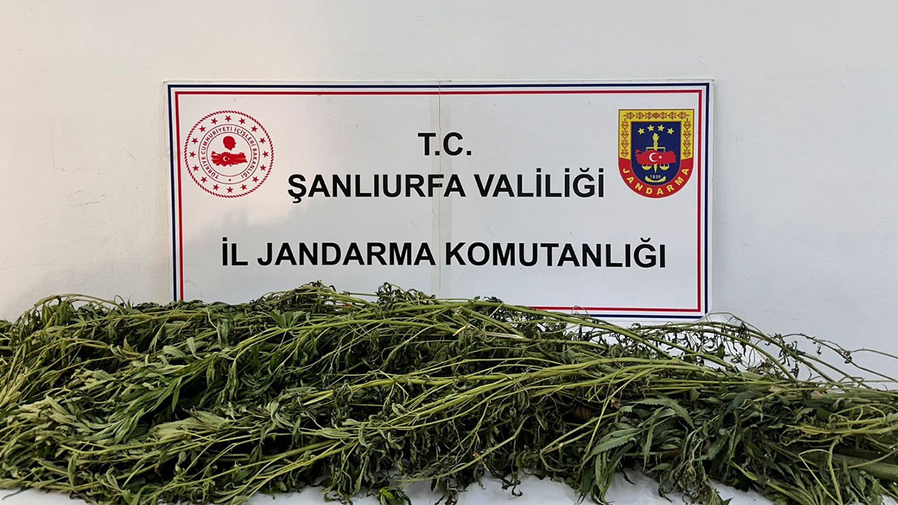 Şanlıurfa'da uyuşturucu operasyonu: 42 kişi gözaltına alındı
