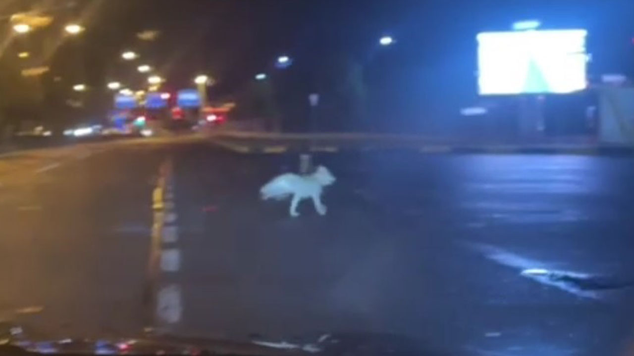 Kars'ta yiyecek arayan kurtlar şehir merkezine indi