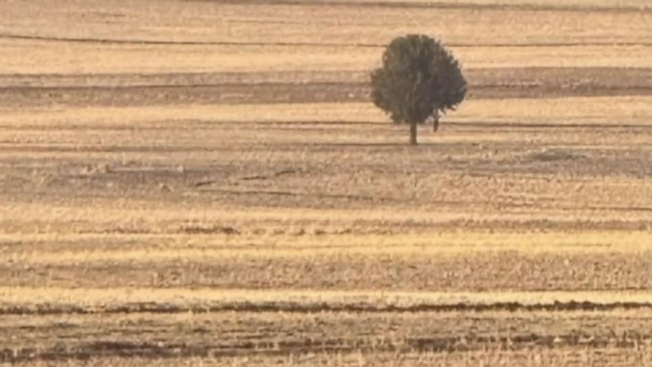 Şırnak’ta bir kişi tarlada ağaca asılı halde bulundu