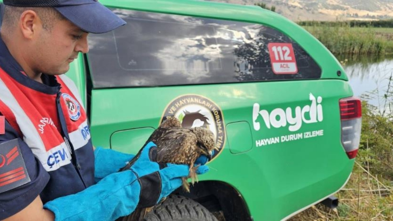 Muş: Yaralı bulunan kartal korunmaya alındı