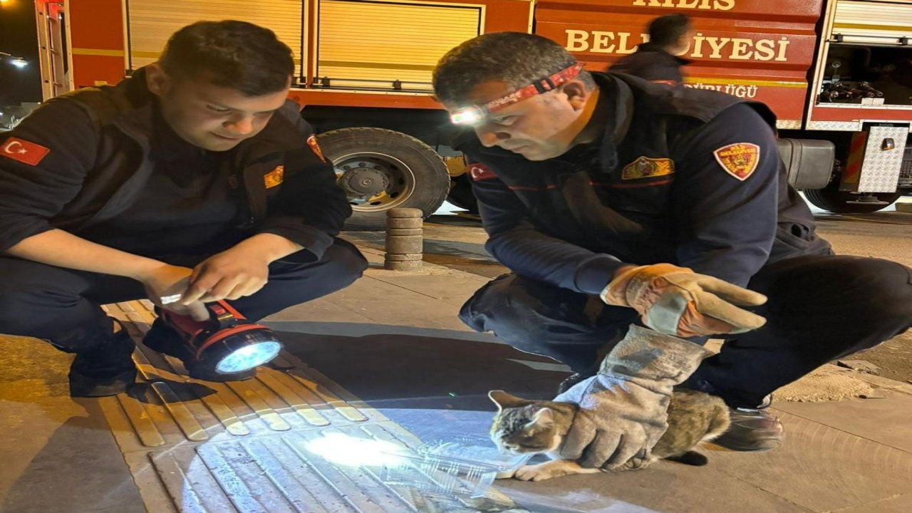 Kilis'te 3 gündür ağaçta mahsur kalan kedi kurtarıldı
