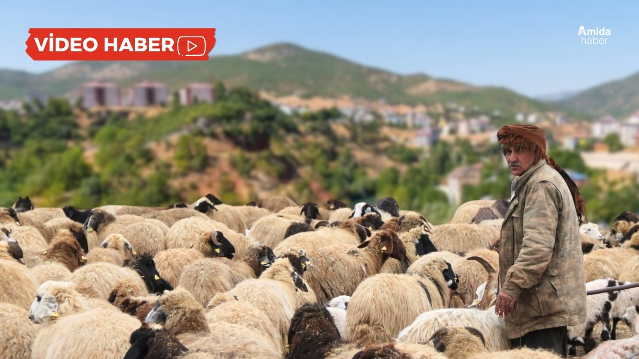 Çoban maaşı dudak uçuklattı: 130 bin TL