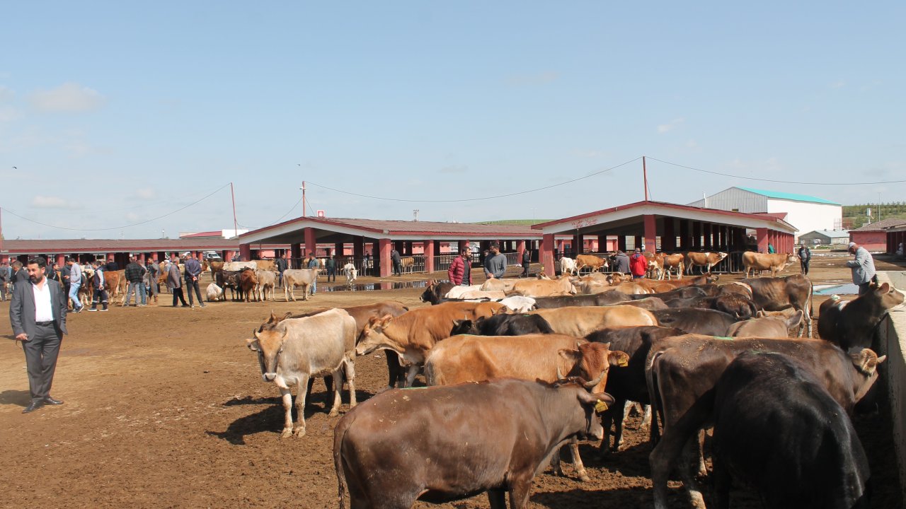 Ağrı'da canlı hayvan borsası, şap hastalığı nedeniyle kapatıldı