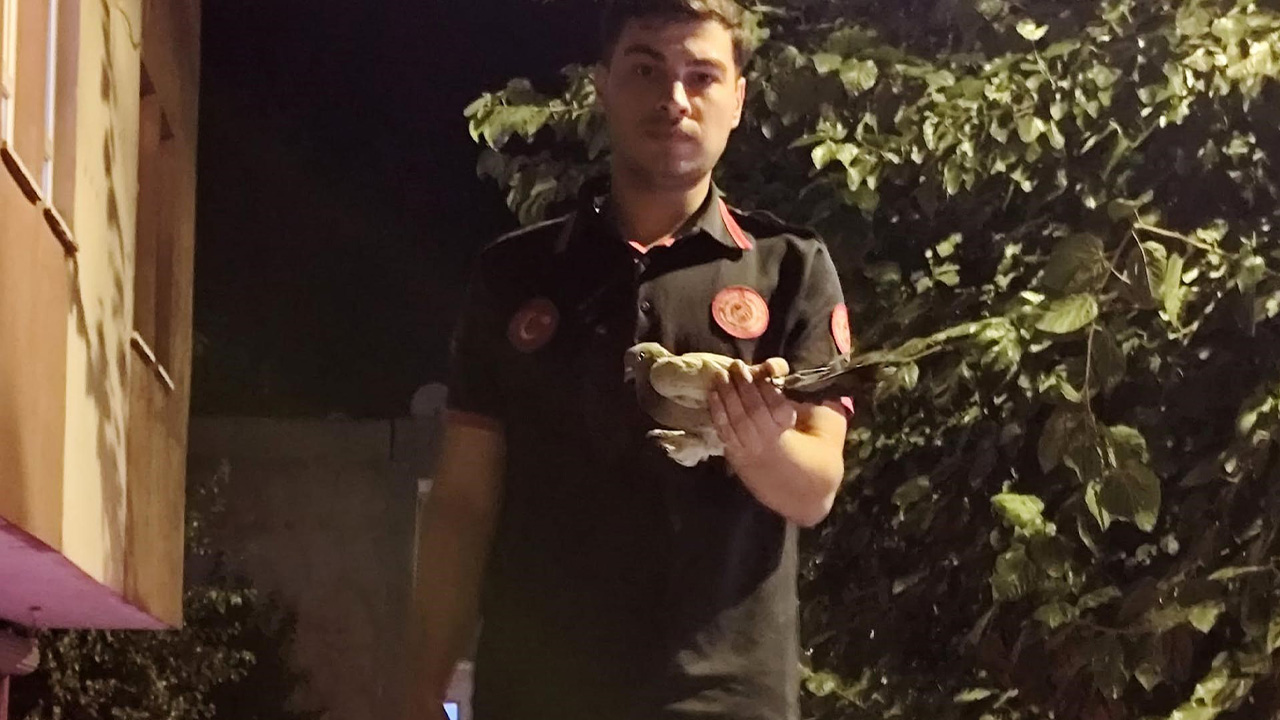 Batman'da ağaçta asılı kalan güvercin kurtarıldı