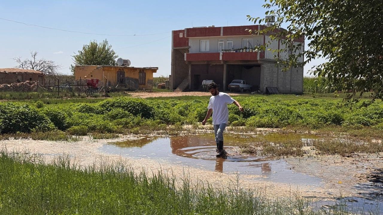Şanlıurfa'da tarım arazileri bataklığa dönüştü