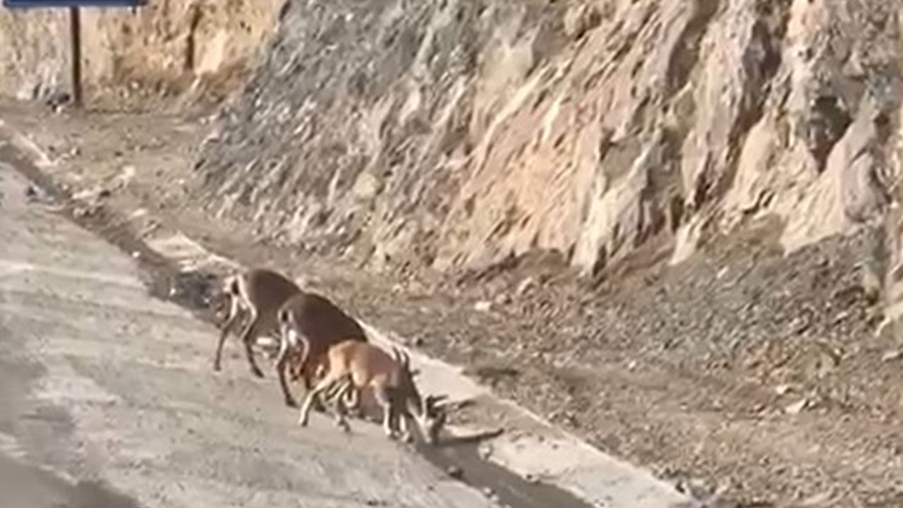 Hakkari’de yavruları ile birlikte su içen dağ keçileri görüntülendi