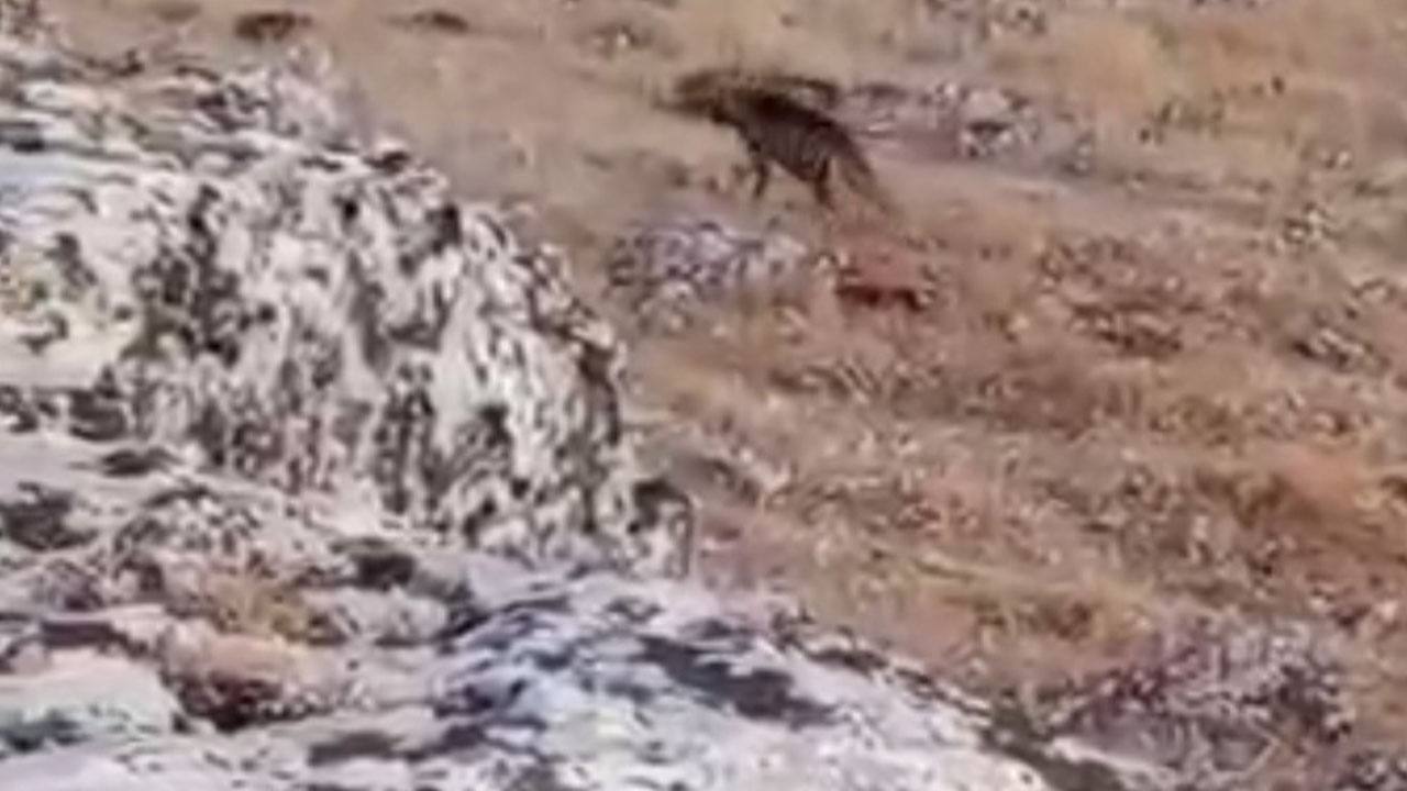 Şanlıurfa’da çizgili sırtlan görüldü