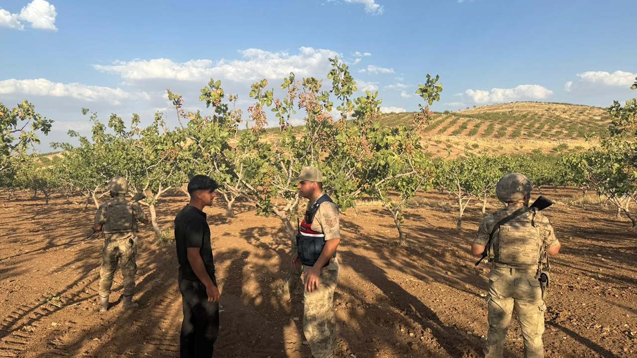 Siirt’te fıstık hasadı: Jandarma denetimde
