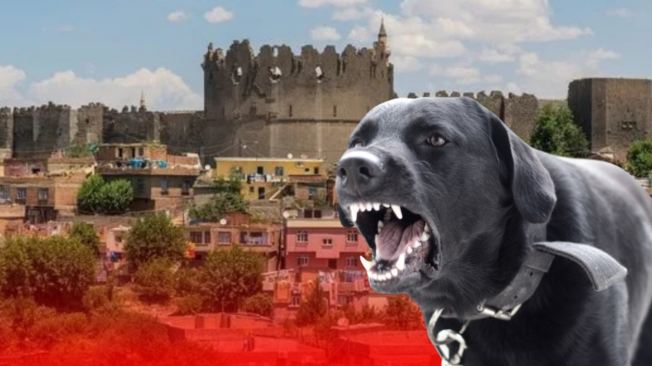 Diyarbakır’da çocuğa köpek saldırısı: Defalarca ısırıldı