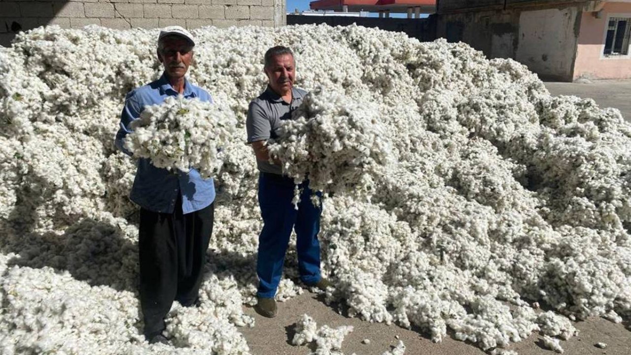 Gaziantep’te yılın ilk pamuğu 32 TL’den satıldı
