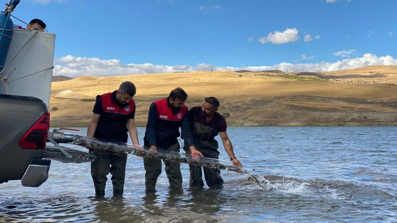 Gölet ve barajlara 1 milyon sazan balığı bırakıldı