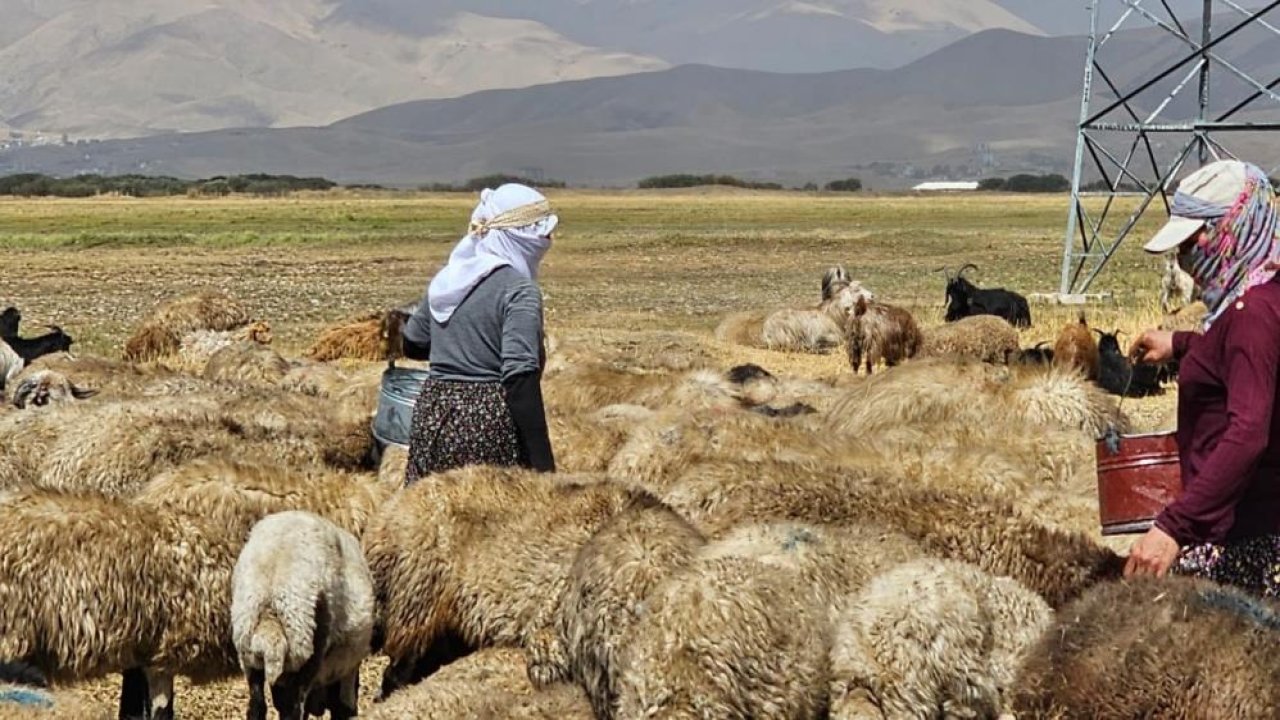 Hakkari’de şap hastalığı: Kontrol sağlandı