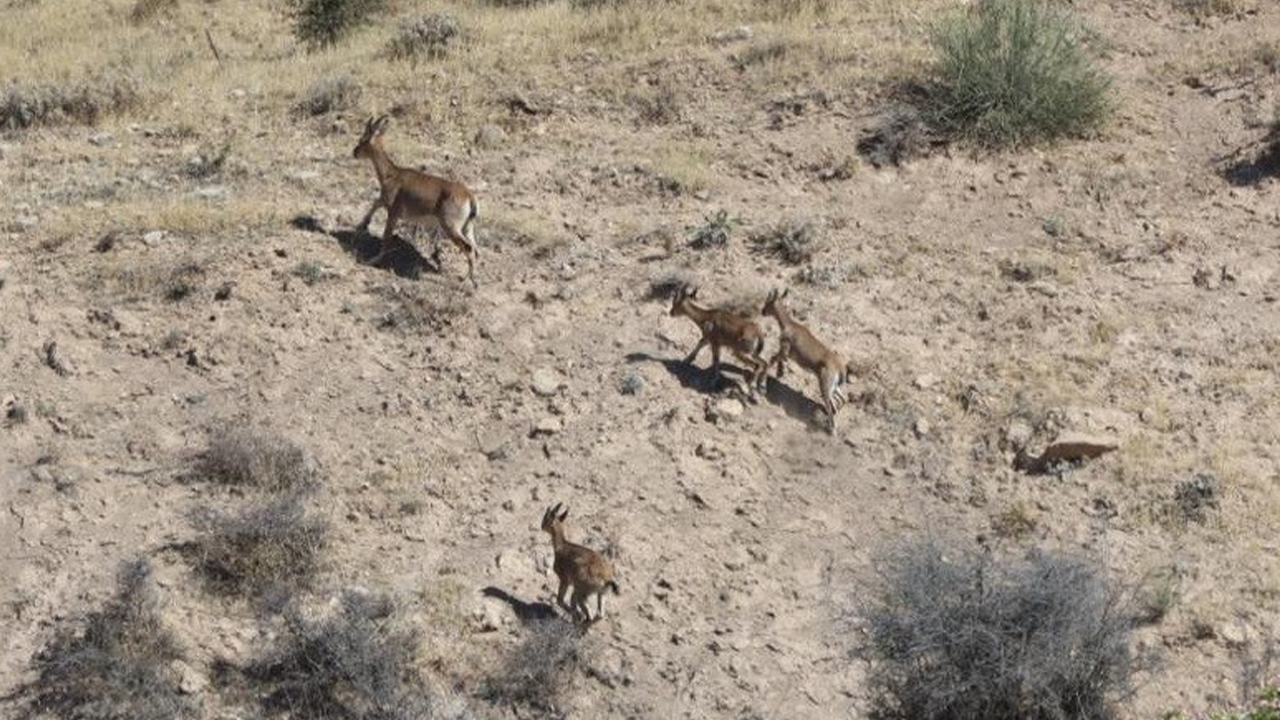 Adıyaman’da dağ keçileri yerleşim alanına kadar geldi
