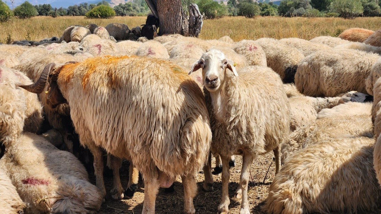 Tunceli'de şap hastalığı kısıtlamaları kalktı