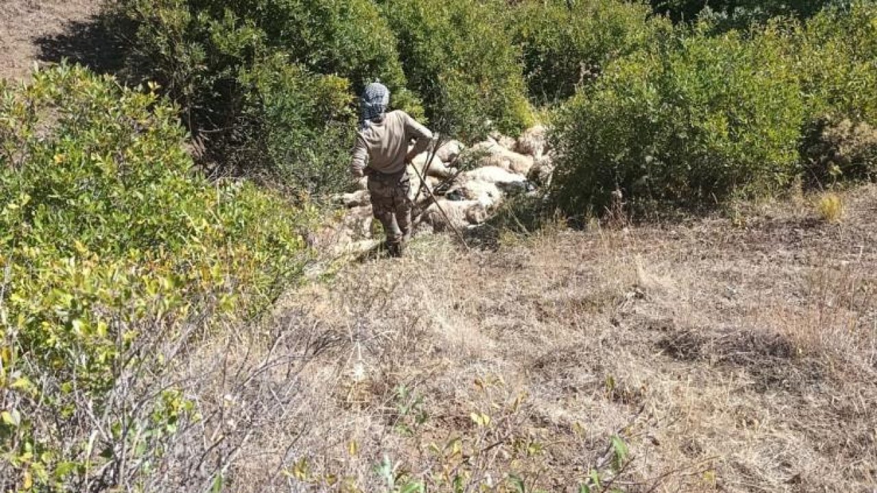 Tunceli'de sürüsü izdihamda kaldı: 29 koyun telef oldu
