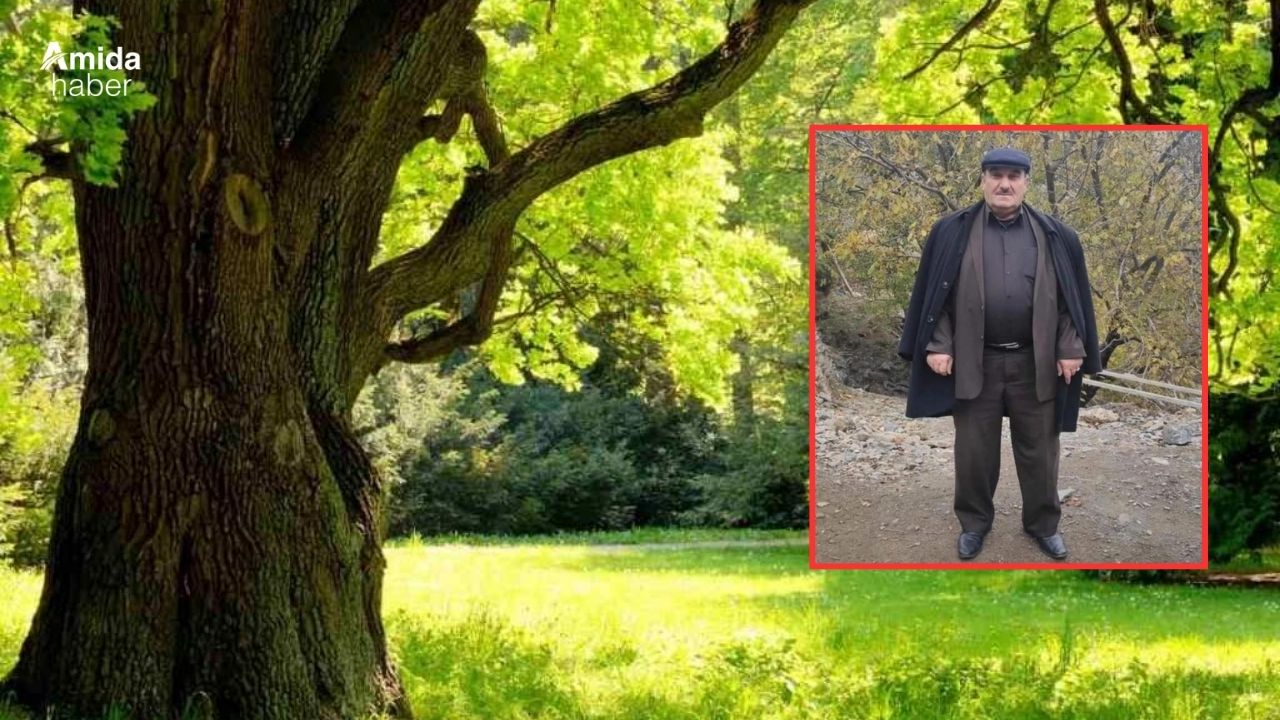 Ceviz toplarken ağaçtan düşen muhtar yaşamını yitirdi