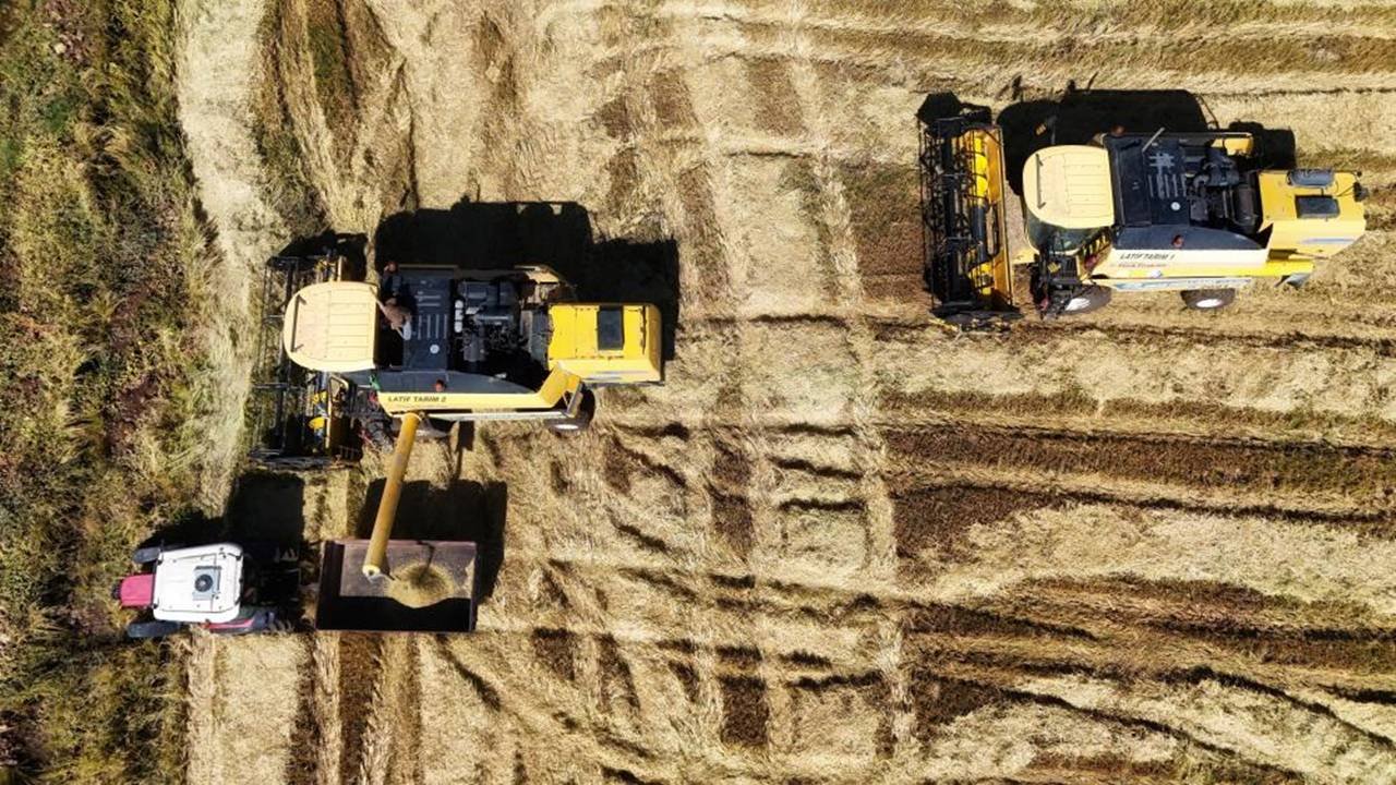 Diyarbakır’da pirinç hasadı başladı: 250 ton bekleniyor