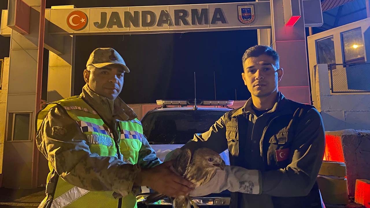 Van’da yorgun bulunan Kızıl Şahin tedaviye alındı