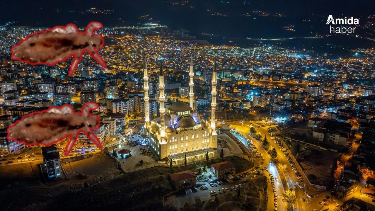 Diyarbakır’da sitelerde ‘bit’ alarmı: Çatıları sardı
