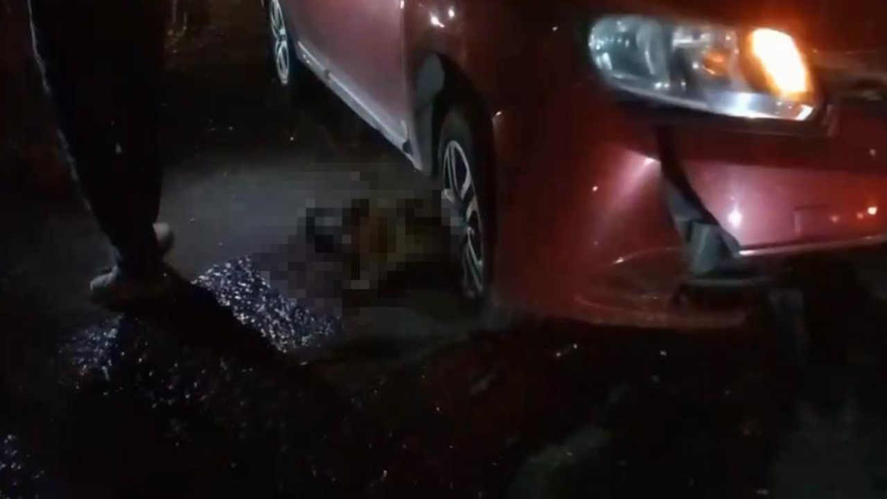 Diyarbakır’da feci kaza: Doğum yapan manda ve yavrusu öldü