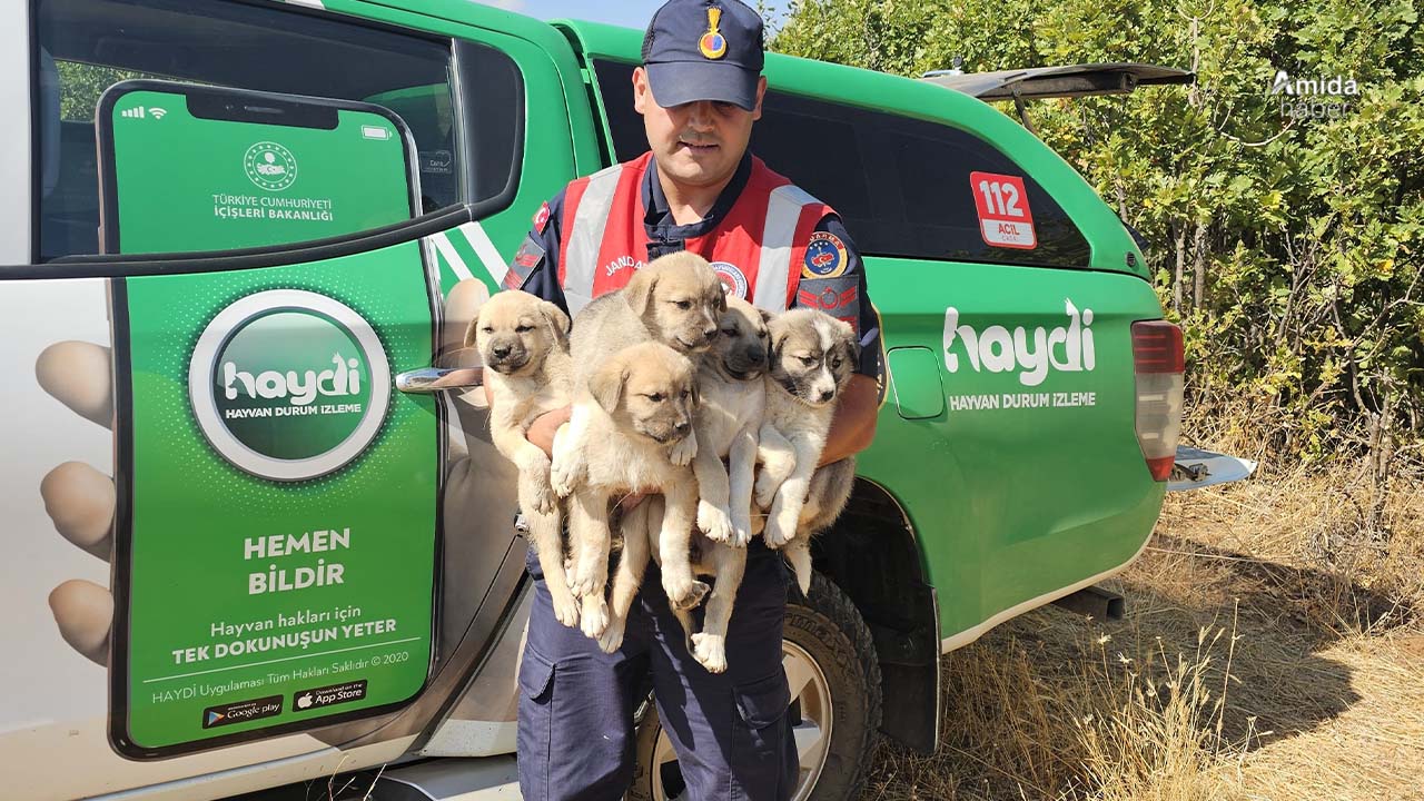 Muş’ta ormana terk edilen 5 yavru köpek kurtarıldı