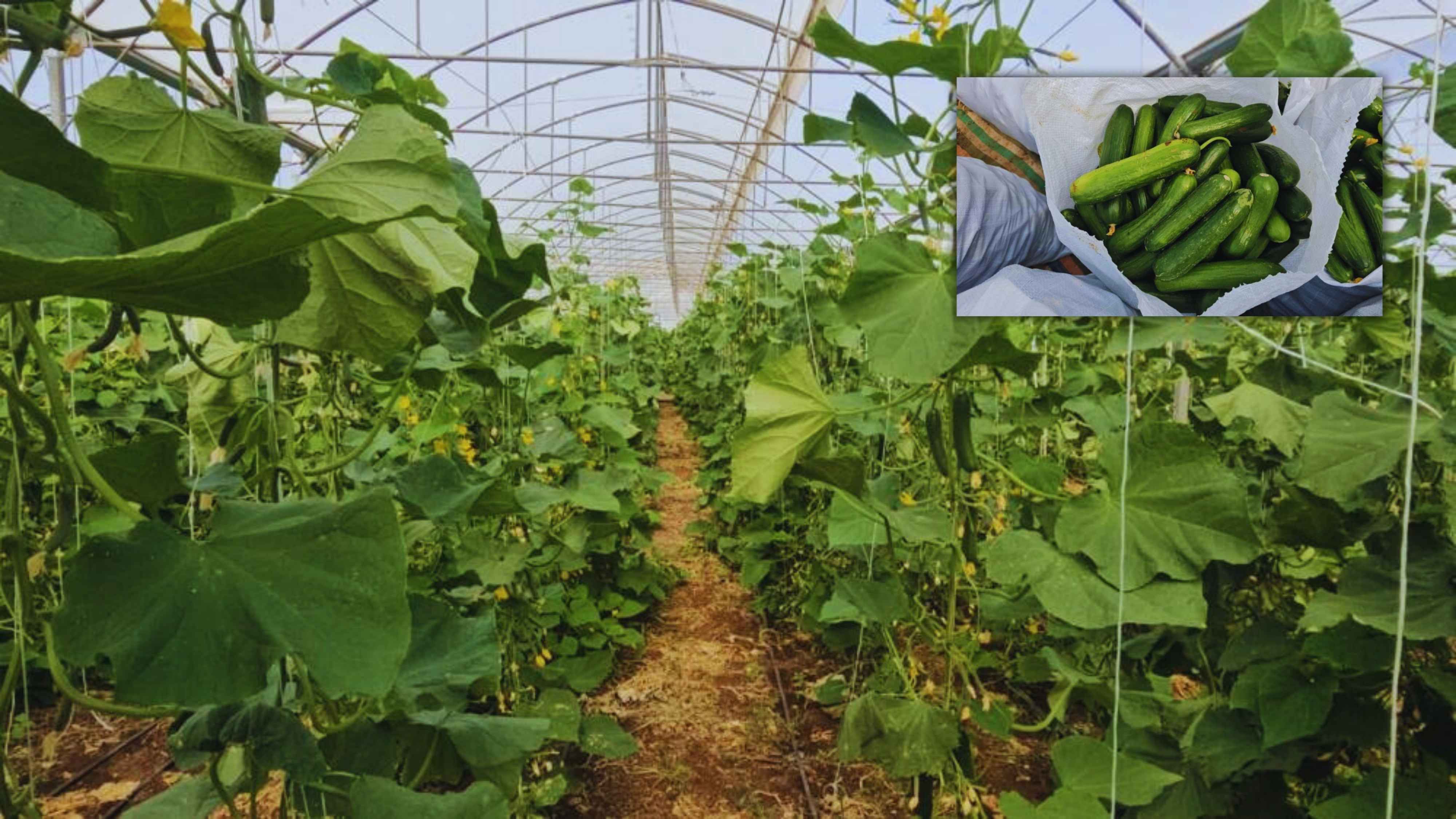 Diyarbakır’da örnek girişimci: Günde 4 ton salatalık üretiyor