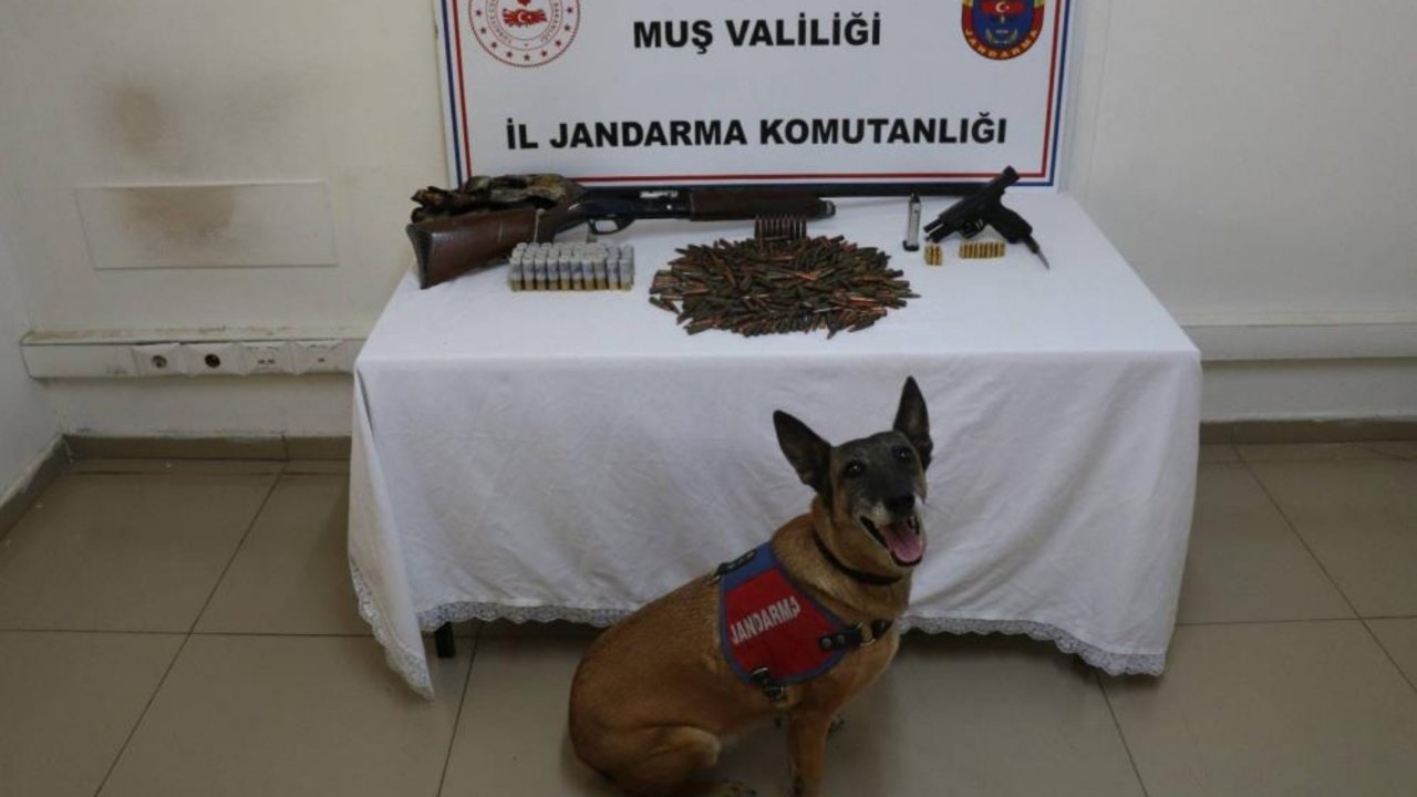 Muş’ta tezeğin altından silah çıktı