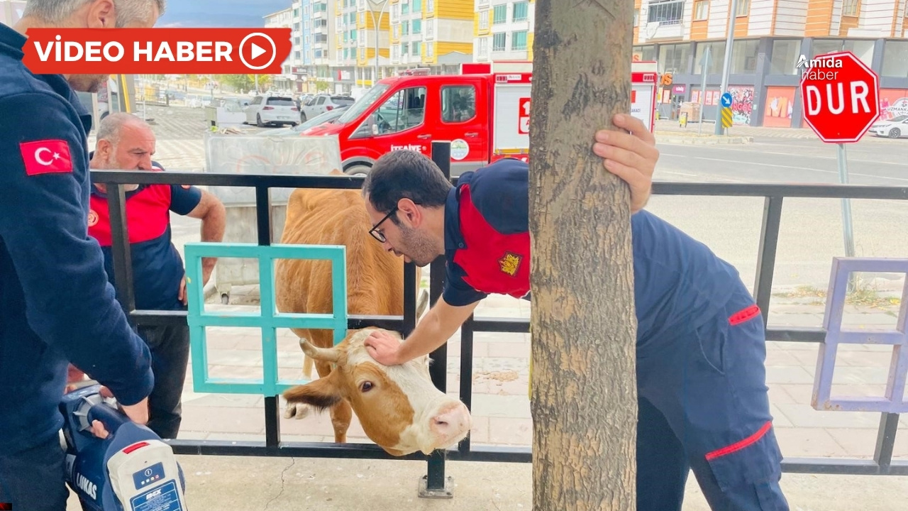 Bingöl'de başı demir korkuluklara sıkışan inek kurtarıldı