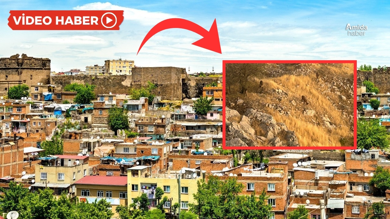 Burası Diyarbakır: Şehrin göbeğine kadar indiler