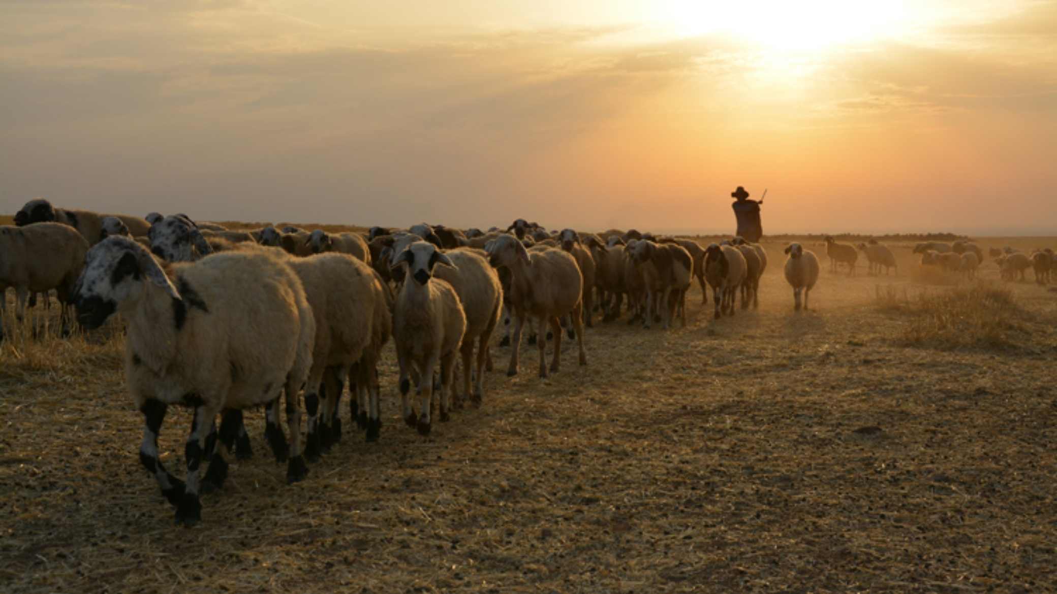 Hayvanları otlatan çobanlar silahlı kavgaya tutuştu