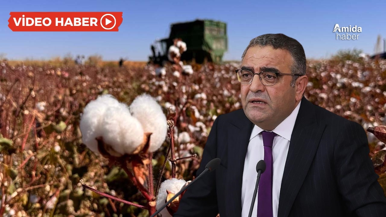 Diyarbakır’da hasat başladı: Pamuk çiftçisi zararda