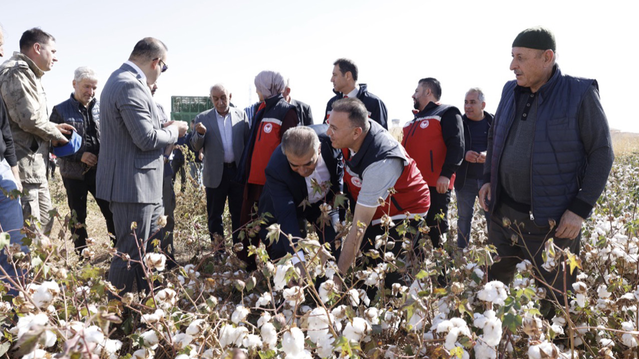 Diyarbakır'da ‘beyaz altın’ hasadı başladı