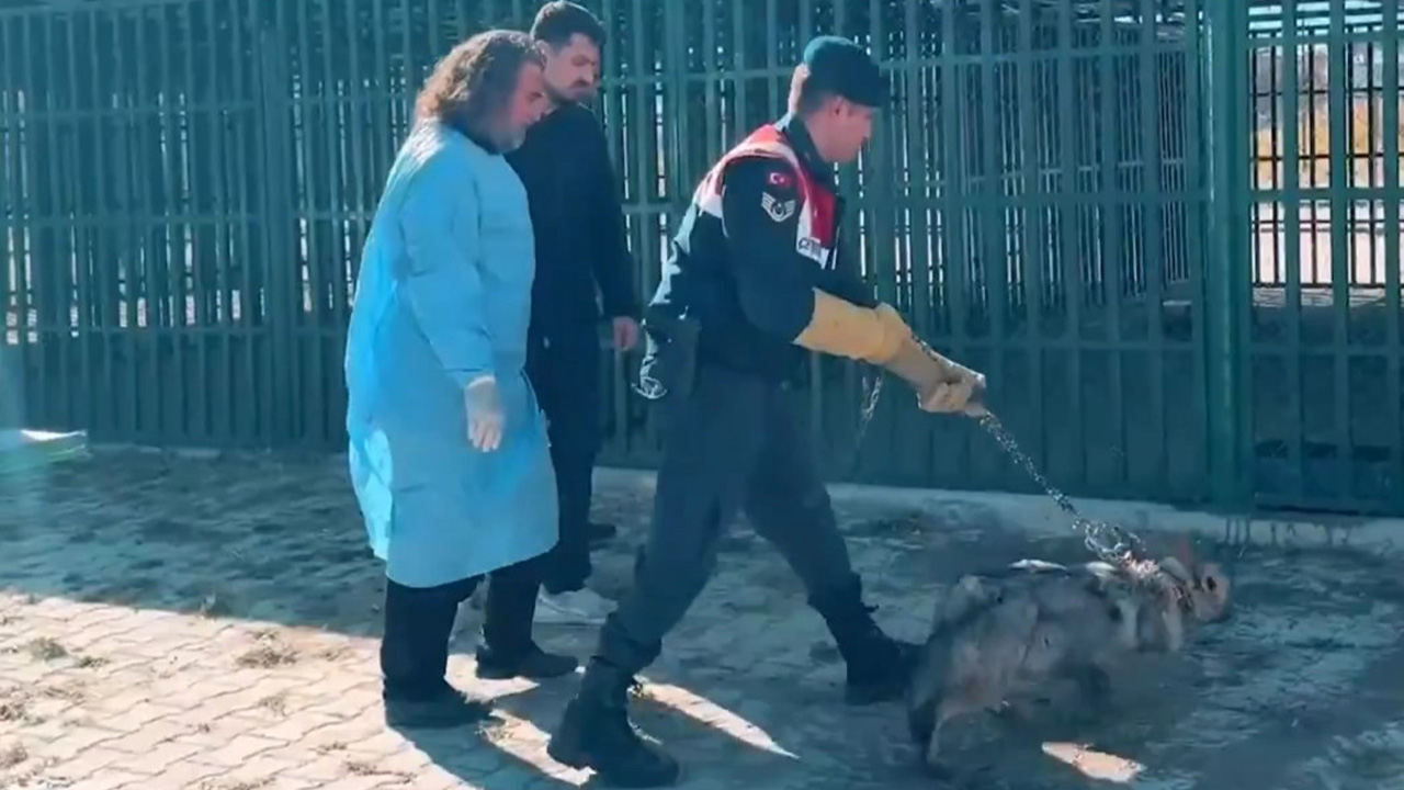 Van'da kurdu zincirle bağlayan şahsa ceza yağdı